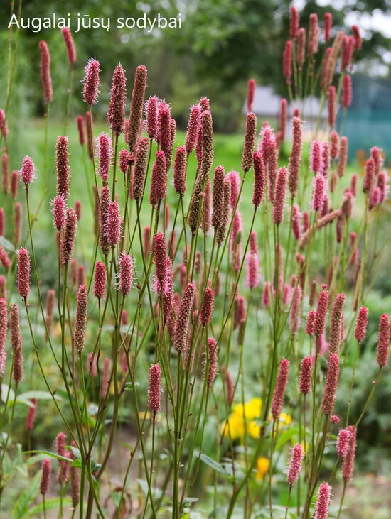 Kraujalakė (Sanguisorba) 'Purple Candle'
